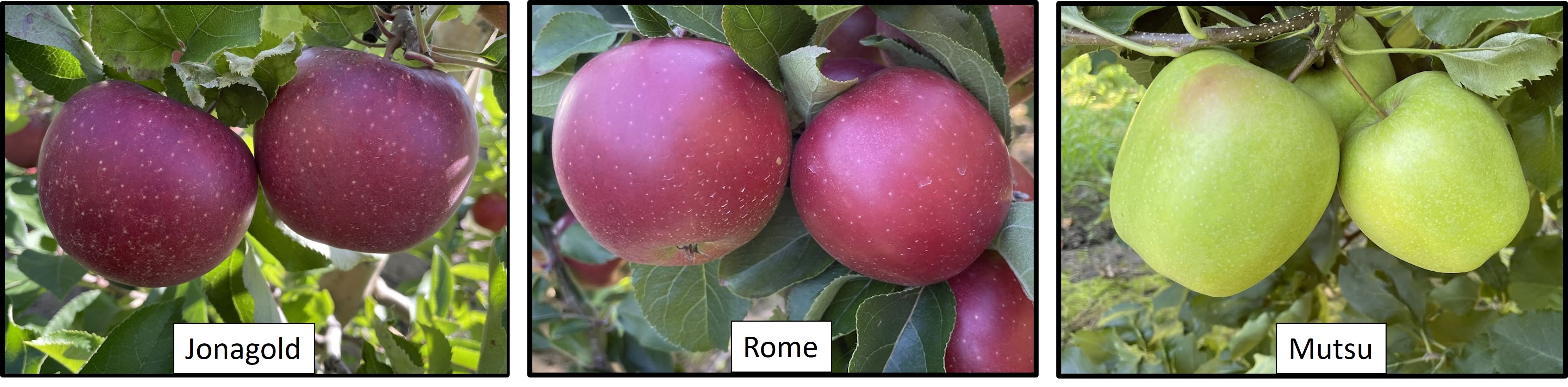 Jonagold, Rome and Mutsu apples.